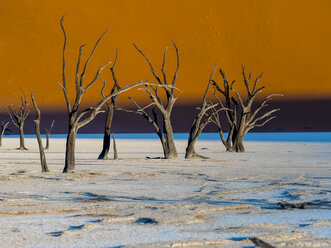 Namibia, Naukluft Park, Namib-Wüste, Dead Vlei, tote Kameldornen vor der Düne - AMF004534