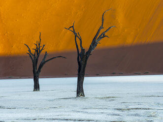 Namibia, Naukluft Park, Namib-Wüste, Dead Vlei, zwei tote Kameldornen vor einer Düne - AMF004535