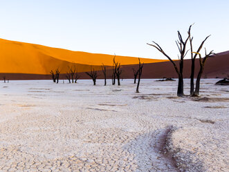 Namibia, Naukluft Park, Namib-Wüste, Dead Vlei, tote Kameldornen vor der Düne - AMF004536