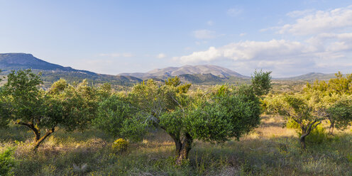 Griechenland, Dodekanes, Rhodos, Blick auf den Berg Ataviros, Olivenhain - WDF003459