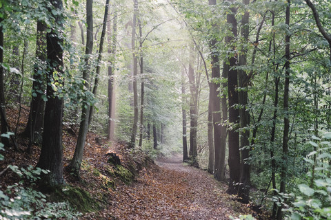 Deutschland, Sachsen, Wanderweg im Wald, lizenzfreies Stockfoto