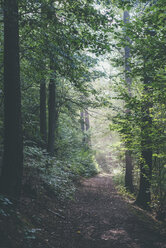 Deutschland, Sachsen, Wanderweg im Wald - MJF001684