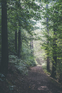 Germany, Saxony, trail in forest - MJF001684