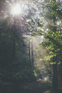 Germany, Saxony, sunbeams falling through trees in forest - MJF001685