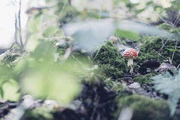 Germany, Saxony, fly agaric growing on forest soil - MJF001688