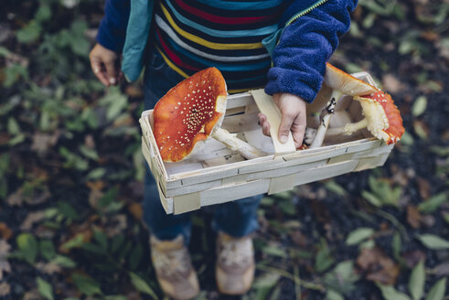 Germany, Saxony, boy holding basket with fly agarics - MJF001689