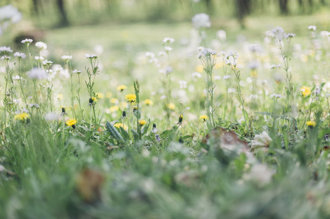 Deutschland, Sachsen, Wildblumenwiese im Frühling, lizenzfreies Stockfoto