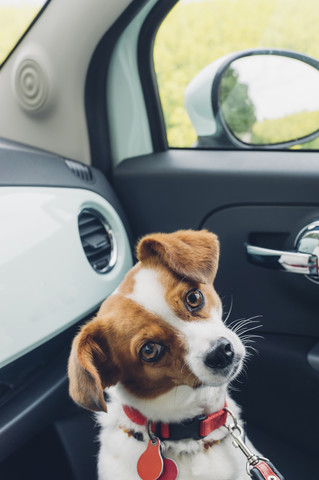Deutschland, Sachsen, Jack Russel Mischlingshund im Auto, lizenzfreies Stockfoto