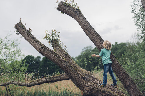 Deutschland, Sachsen, Junge steht auf totem Baum - MJF001706