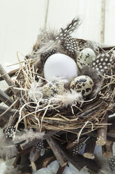 Weißes Ei und Wachteleier im rustikalen Nest - SBDF002544