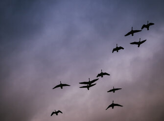 Geese at sunset, low angle view - DASF000037