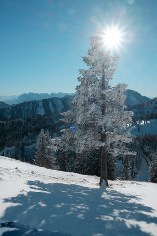 Deutschland, Bayern, Chiemgau, Kampenwand, Baum in Winterlandschaft im Gegenlicht, lizenzfreies Stockfoto