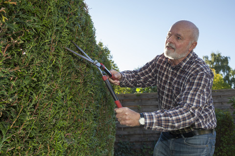 Senior man pruning hedge stock photo