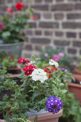 Verbena, balcony plant - GWF004501