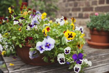 Viola on garden-table in flowerpot - GWF004503