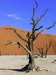 Namibia, Namib Naukluft, Dead Vlei, tote Kameldornen vor einer Wüstendüne - AMF004541