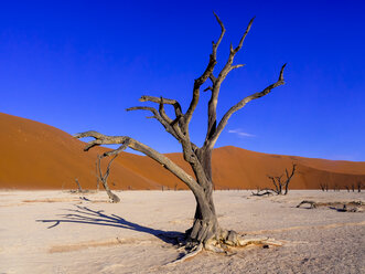 Namibia, Namib Naukluft, Dead Vlei, tote Kameldornen vor einer Wüstendüne - AMF004542