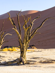 Namibia, Namib Naukluft, Dead Vlei, toter Kameldorn vor Wüstendüne - AMF004543