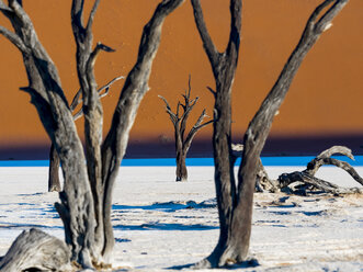 Namibia, Namib Naukluft, Dead Vlei, tote Kameldornen vor einer Wüstendüne - AMF004544