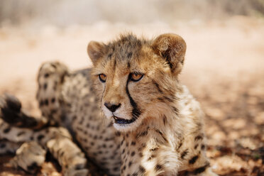 Namibia, Porträt eines Gepardenjungen - GEMF000535