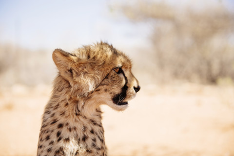 Namibia, Porträt eines Gepardenjungen, lizenzfreies Stockfoto