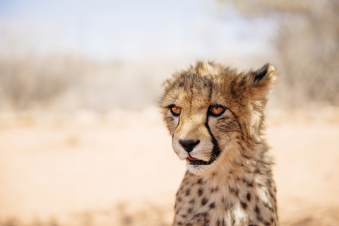 Namibia, Porträt eines Gepardenjungen, lizenzfreies Stockfoto