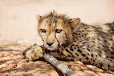 Namibia, Porträt eines Gepardenjungen - GEMF000538