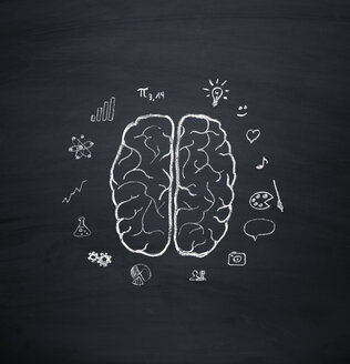 Brain hemisphere model - OPF000095