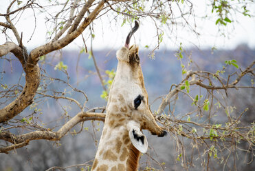 Namibia, Waterberg-Nationalpark, Giraffe essen - GEMF000539