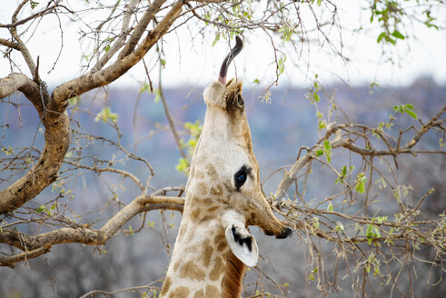 Namibia, Waterberg National Park, Giraffe eating - GEMF000539