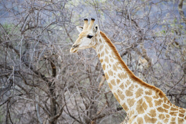 Namibia, Waterberg-Nationalpark, Giraffe - GEMF000540