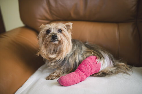 Yorkshire Terrier with pink plastered leg sitting on leather armchair - RAEF000717