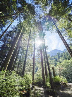 Kanada, Britisch-Kolumbien, Mammutbaumwald, Riesenmammutbäume, Sequoioideae - DISF002275