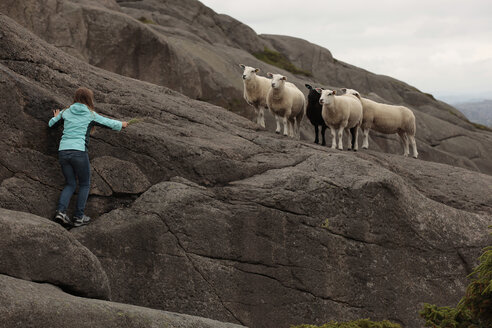 Norwegen, Rogaland, Mädchen füttert Schafe an einer Felswand - TMF000083