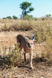 Namibia, Karakal läuft durch Büsche - GEMF000542