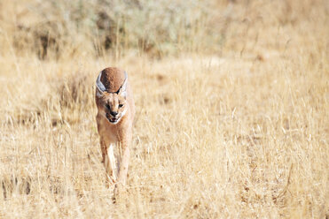 Namibia, Karakal beim Spaziergang in der Savanne - GEMF000543