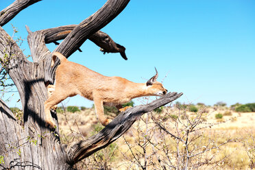 Namibia, Karakal, der auf einen toten Baum klettert - GEMF000544