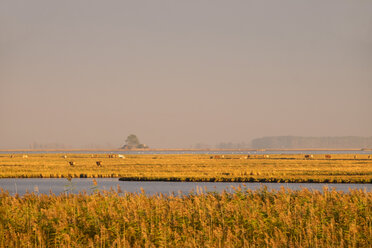 Deutschland, Zingst, Blick auf die Insel Kirr mit Kuhherde am Barther Bodden - SIEF006895