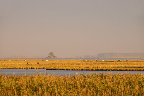 Deutschland, Zingst, Blick auf die Insel Kirr mit Kuhherde am Barther Bodden - SIEF006895