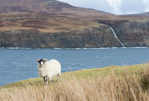 Großbritannien, Schottland, Isle of Skye, Schafe mit Atlantik und Klippen im Hintergrund - JBF000253