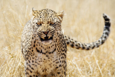 Leopard mit aggressivem Ausdruck - GEMF000545