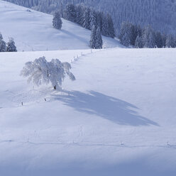 Deutschland, Schauinsland im Winter, windgepeitschter Baum - BSTF000099