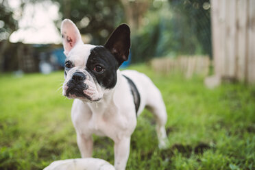 Französische Bulldogge auf der Wiese stehend - RAEF000721