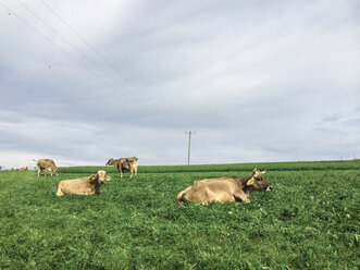 Kühe auf einer Wiese, Kempten, Allgäu, Deutschland - FLF001243