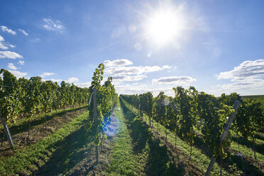 Deutschland, Rheinland-Pfalz, Flonheim, Weinberg im Weinanbaugebiet Rheinhessen - BSCF000517