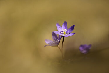 Liverworts flower, Hepatica nobilis - BSTF000100