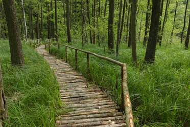 Boarded footpath in national park Gliensee - LBF001316