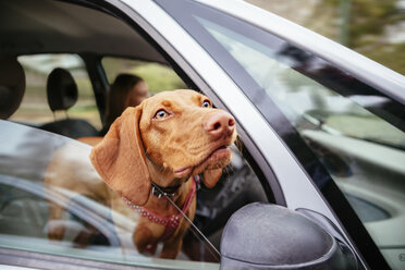 Dog looking through car window - ZEDF000026