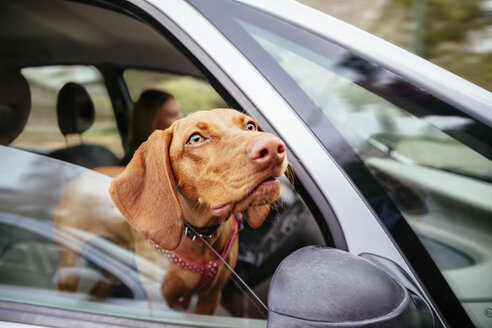 Hund schaut durch Autofenster - ZEDF000026