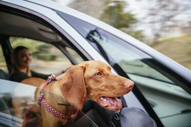 Hund schaut durch Autofenster - ZEDF000027